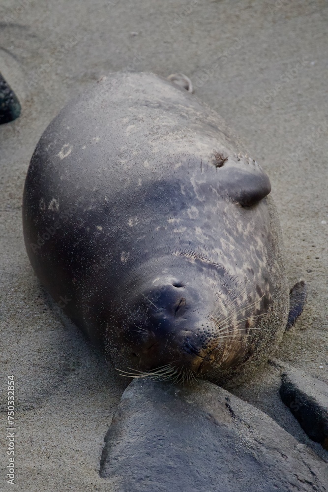 sea lion on the beach
