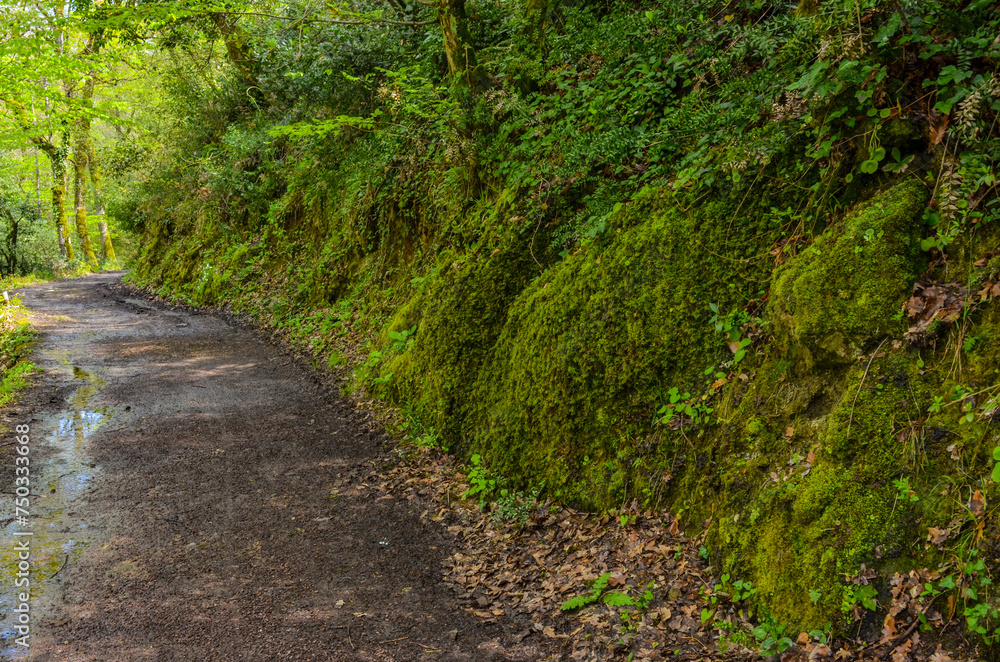 trail in green spring forest near Termal (Yalova, Turkey) trail in green spring forest near Termal (Yalova, Turkey)