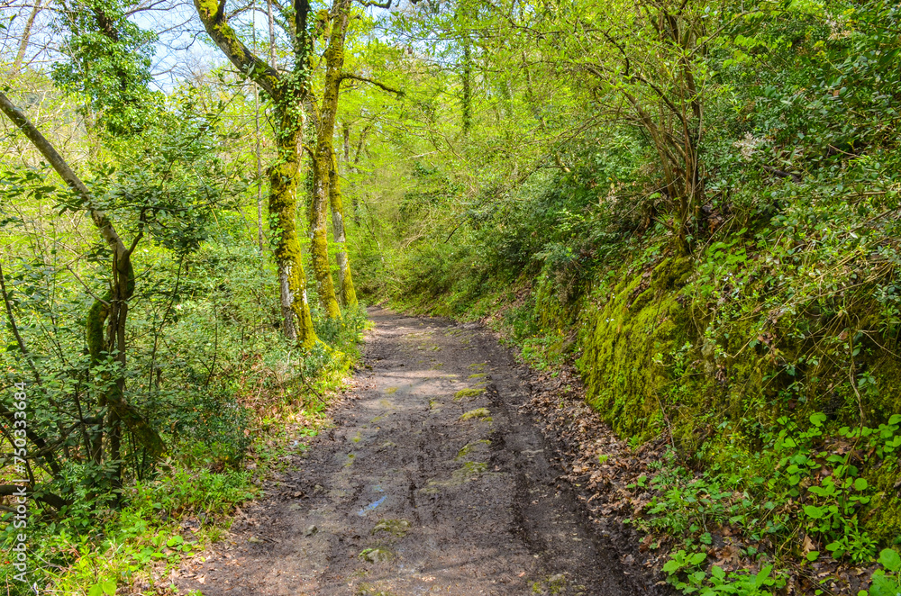 trail in green spring forest near Termal (Yalova, Turkey) trail in green spring forest near Termal (Yalova, Turkey)