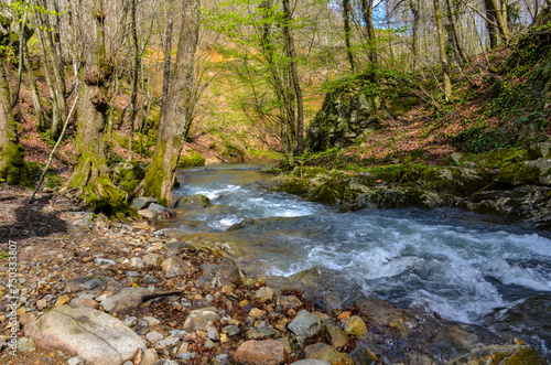   a  layan creek in the mountains near Termal  Yalova  Turkey 