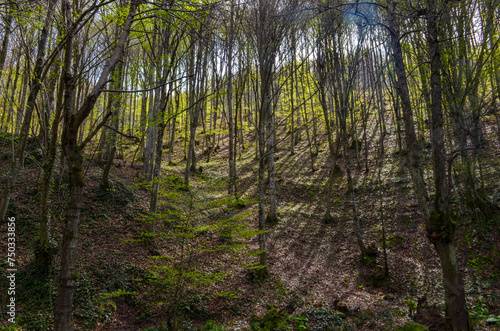 trees with green spring foliage in mountain forest near Termal  Yalova  Turkiye 