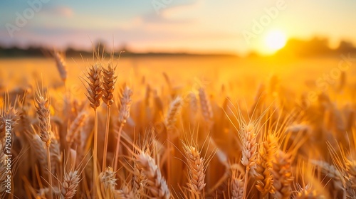 A golden wheat field under a sunset glow clear sky above with a closeup of wheat ears creates a serene picturesque landscape