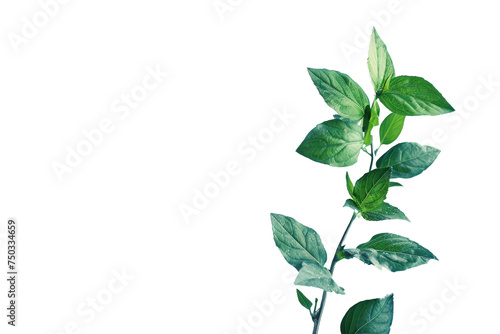 Vibrant Leafy Plant Isolated on Transparent Background