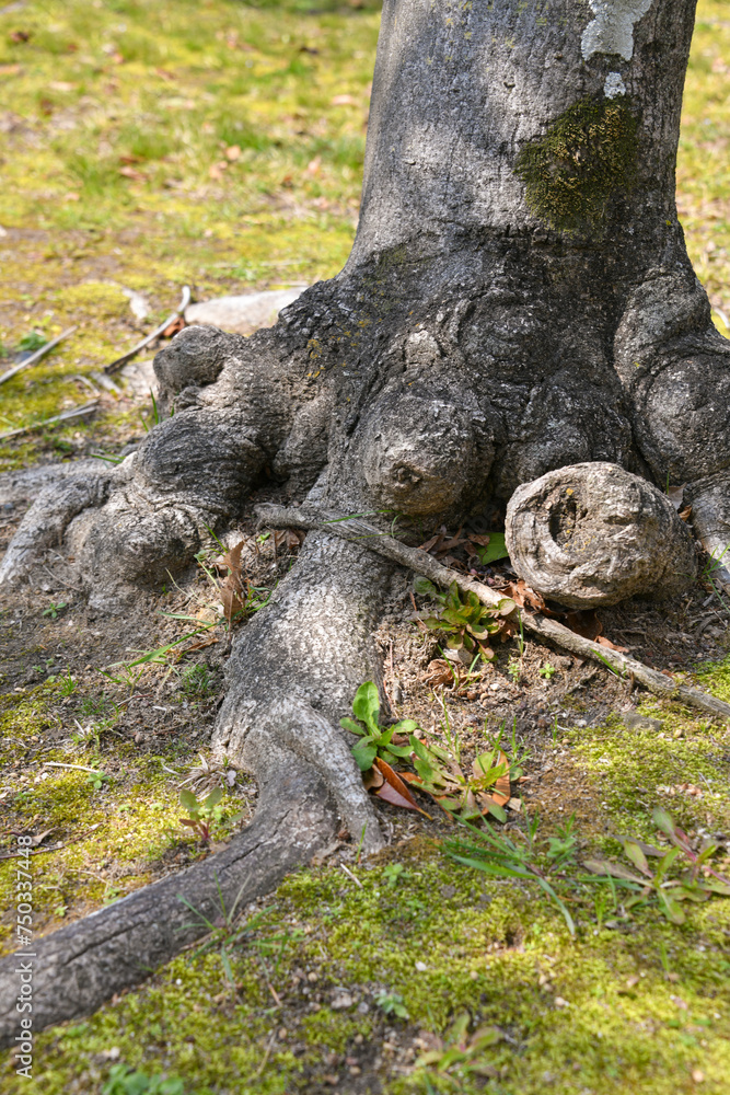 Obraz premium ケヤキの根