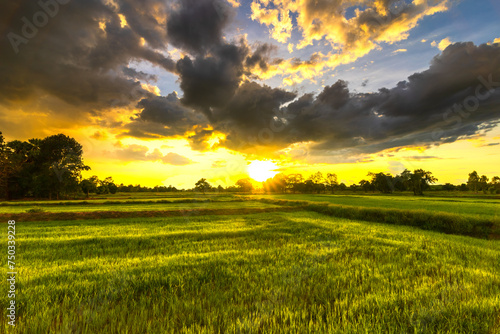 The rice fields are full, waiting to be harveste at countryside with sunset. Farm, Agriculture concept.