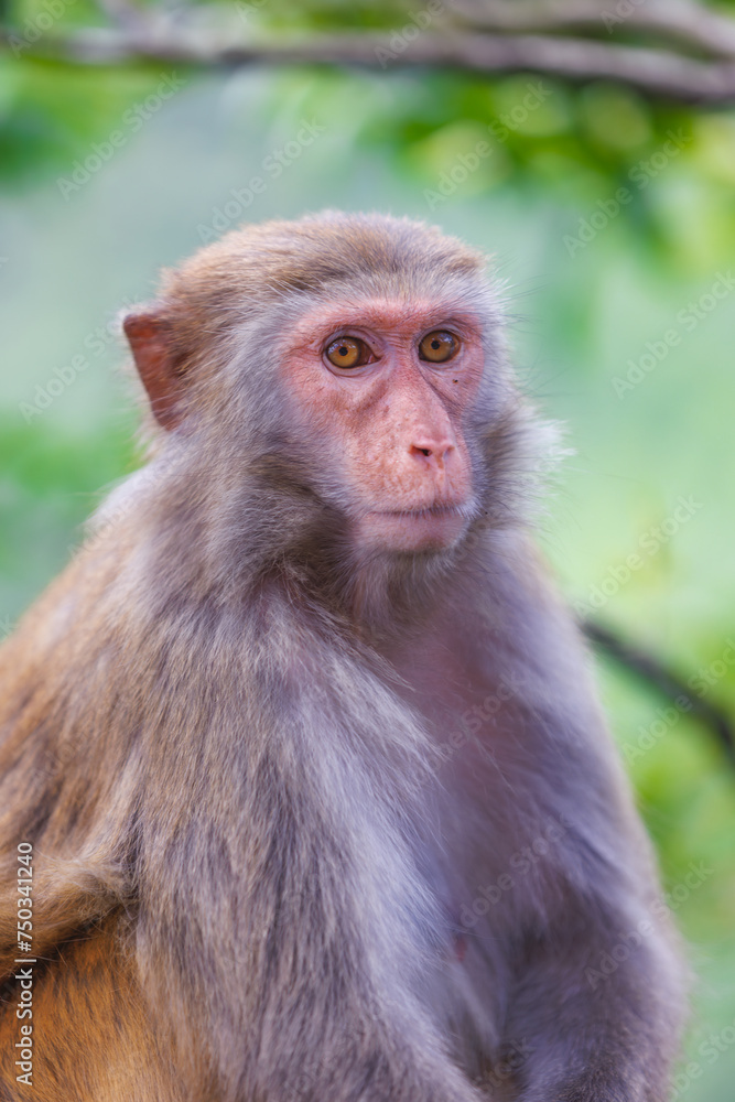 close up of a baboon close up of a baboon