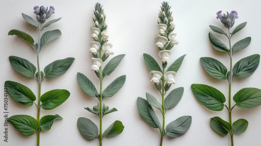  four different types of flowers and leaves on a white surface with green leaves and white flowers on each side of the stems and on the other side of the stems. - obrazy, fototapety, plakaty 