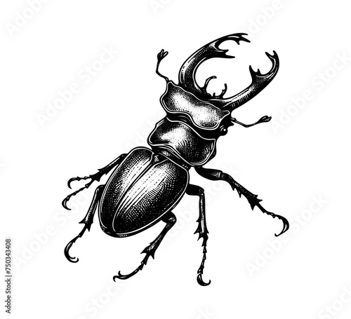 Stag Beetle hand drawn vector illustration graphic