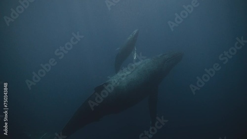 Newborn Humpback Whale Calf Breaches Out Of The Water For The First Time; Milestone Moment Caught Underwater In Vava'u Tonga; 4K Snorkeling POV. photo