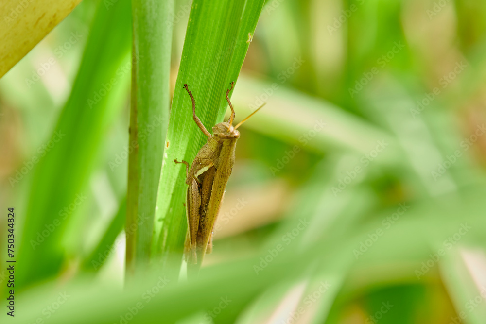 Close-up view of grasshopper on leaves Close-up view of grasshopper on leaves
