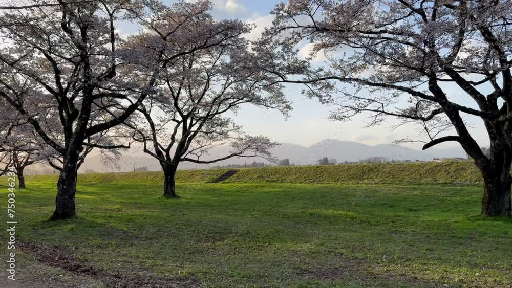 Row of cherry blossom blooming in Spring of Shizukuishi city, Japan. Row of cherry blossom blooming in Spring of Shizukuishi city, Japan.