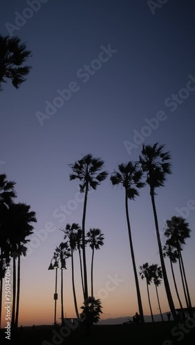 palm trees at dusk