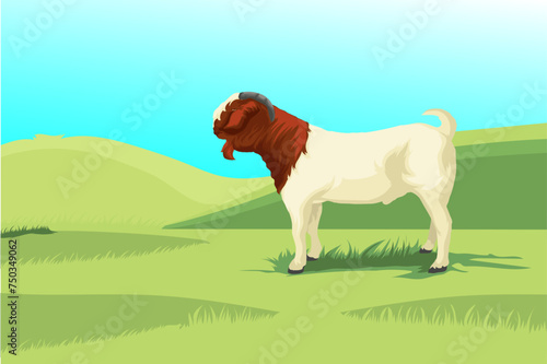 Foto Rural sunrise landscape with boer goat