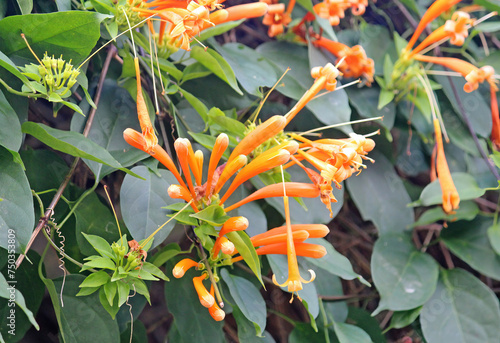 Orange trumpetvine growing in a garden. photo