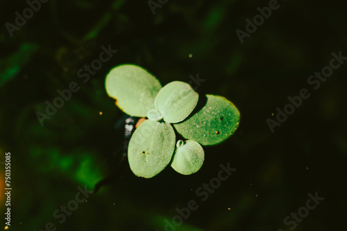 .Lemna minor is also known as duckweed. Lemna minor is a small aquatic plant that floats on the water surface. Lemna minor are often found near the shores of small lakes and ponds