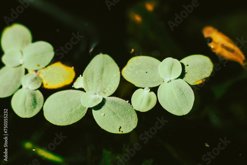 .Lemna minor is also known as duckweed. Lemna minor is a small aquatic plant that floats on the water surface. Lemna minor are often found near the shores of small lakes and ponds