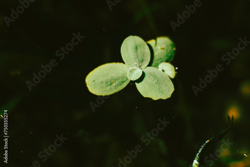 .Lemna minor is also known as duckweed. Lemna minor is a small aquatic plant that floats on the water surface. Lemna minor are often found near the shores of small lakes and ponds