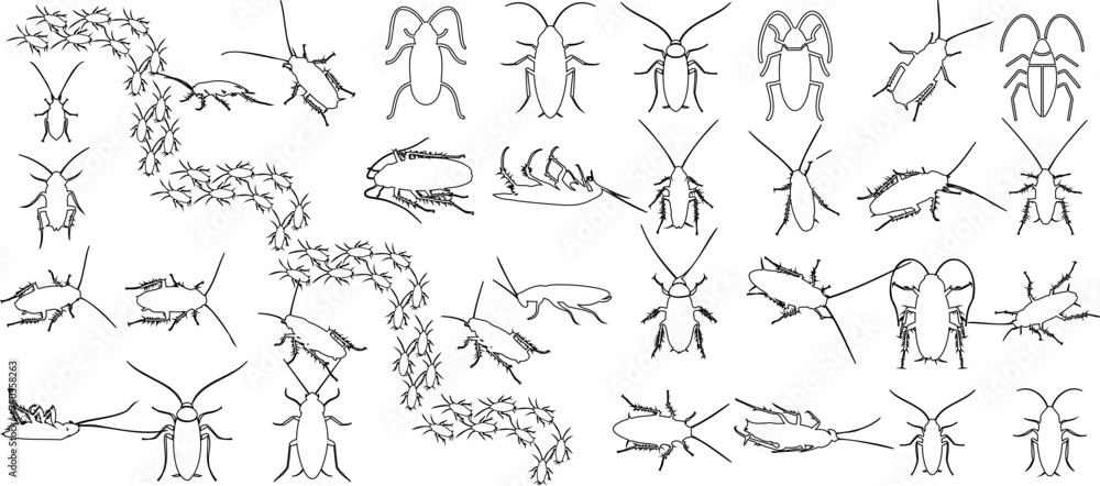 Obraz premium Cockroach line illustration