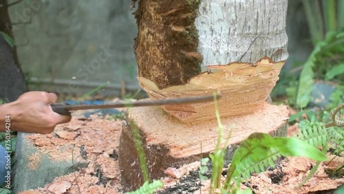 A man uses a bolo to chop the trunk of a coconut tree inside a property. Tree cutting with permit.