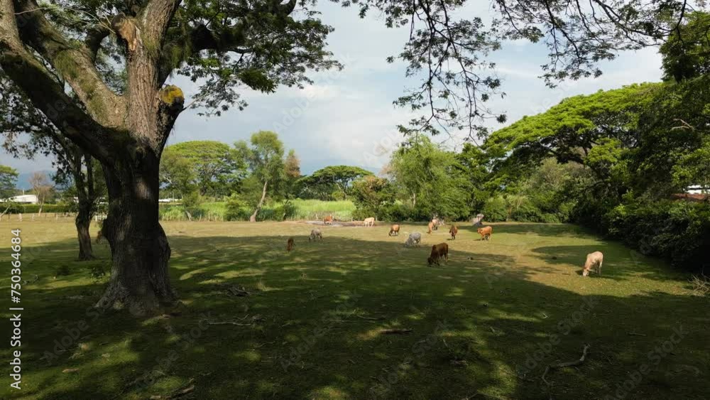 Aerial Cows Grazing on Pasture Under Tree. Low Dolly Forward. Valle del Cauca Colombia Aerial Cows Grazing on Pasture Under Tree. Low Dolly Forward. Valle del Cauca Colombia