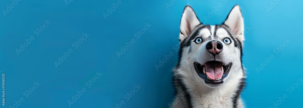 A cheerful husky dog with captivating blue eyes, gazing happily against a serene blue background