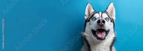 A cheerful husky dog with captivating blue eyes, gazing happily against a serene blue background