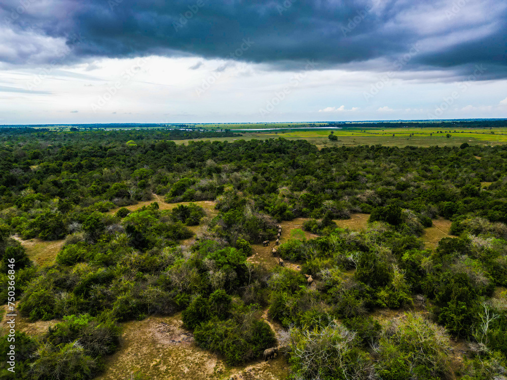 Obraz premium a bird eye view of line of a wild elephants