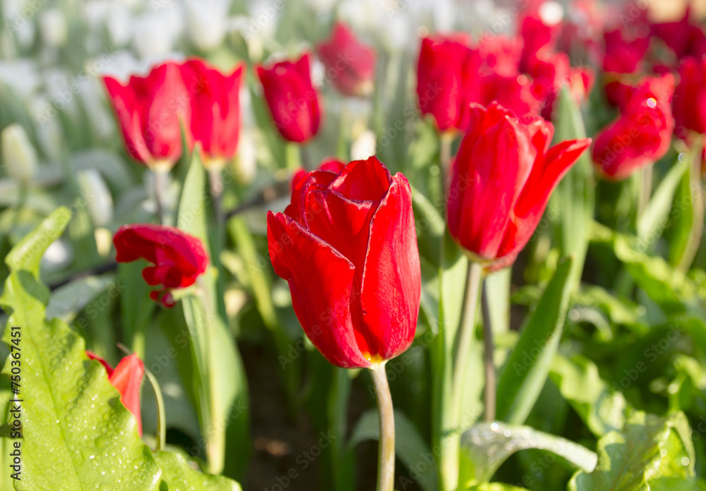 Beautiful red tulips in the morning atmosphere