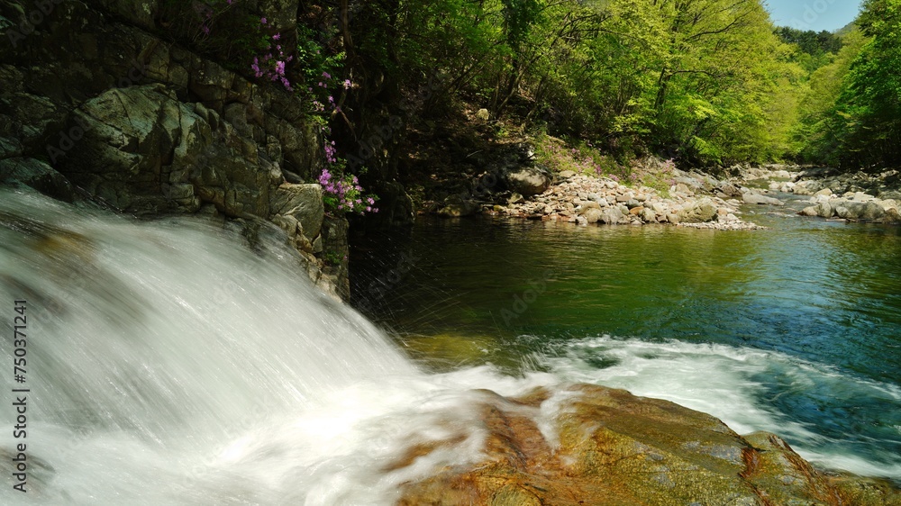 Obraz premium Wonderful spring scenery of Jiri Mountain in Korea