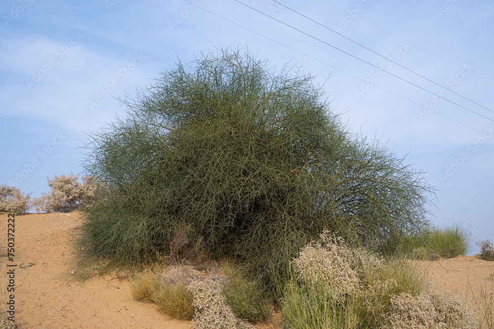 Jaisalmer, Rajasthan, India 12 January 2024 The Plants of the Thar