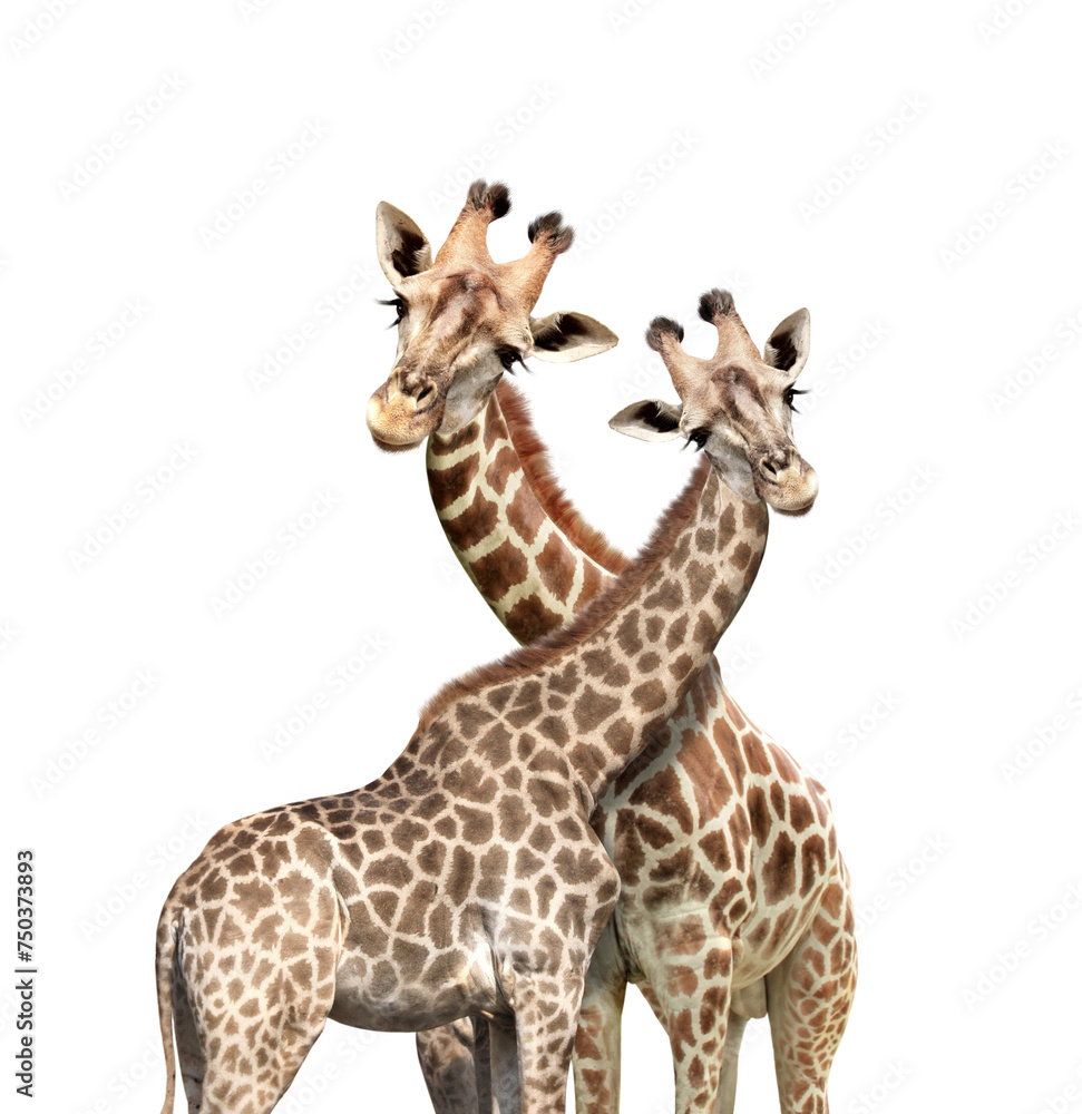 Two cute curiosity giraffes. Couple of giraffe looks interested. Animal stares interestedly. Isolated on white background Two cute curiosity giraffes. Couple of giraffe looks interested. Animal stares interestedly. Isolated on white background