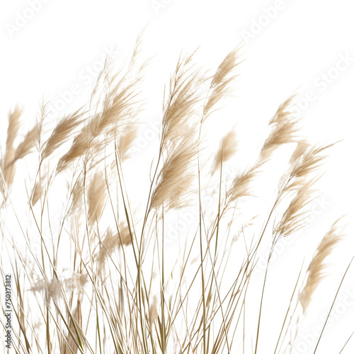 Closeup of wild grass isolated on transparent or white background