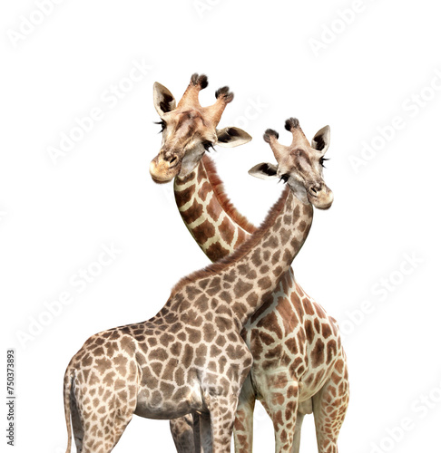 Fototapeta Naklejka Na Ścianę i Meble -  Two cute curiosity giraffes. Couple of giraffe looks interested. Animal stares interestedly. Isolated on white background