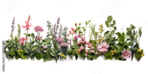 shrubs and perennial flowers isolated on transparent background photo