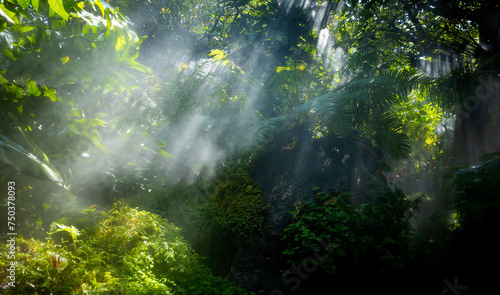 Fototapeta Naklejka Na Ścianę i Meble -  The Tropical jungle with river and sun beam and foggy in the garden.