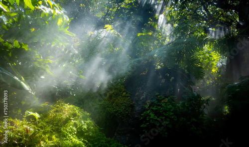 The Tropical jungle with river and sun beam and foggy in the garden.