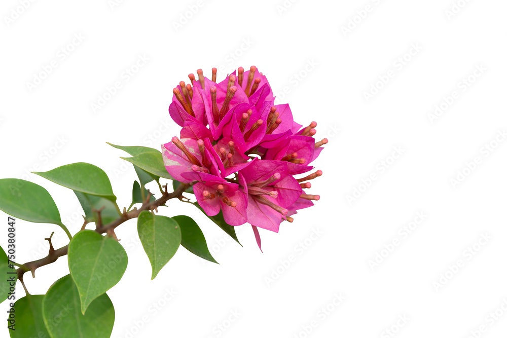 flower pink isolated 