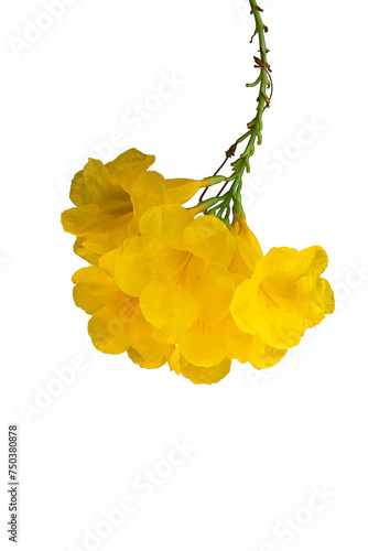 yellow flower plant isolated 