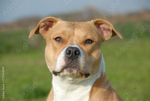 american staffordhire terrier