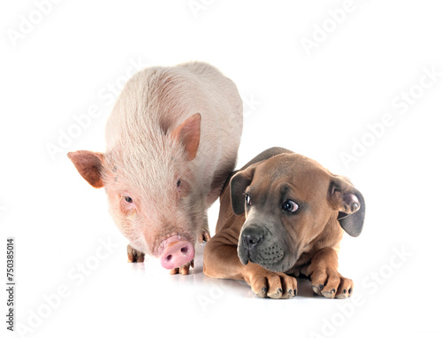 puppy cane corso and pig © cynoclub