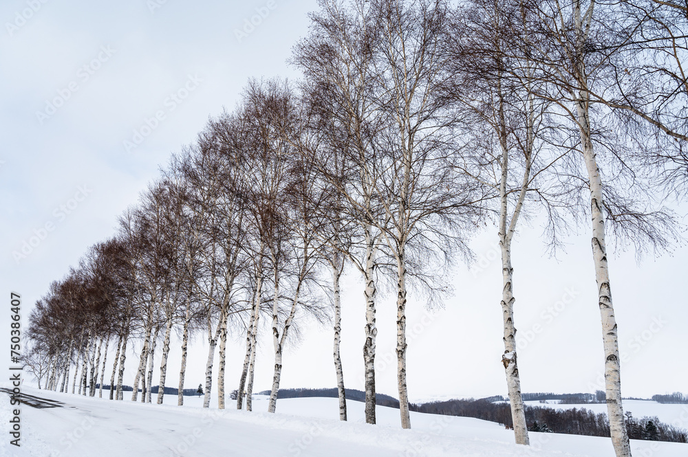 Fototapeta premium 北海道美瑛の丘の雪景色