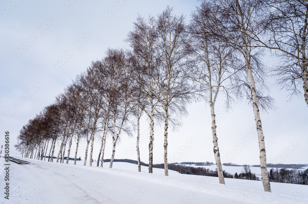 北海道美瑛の丘の雪景色 北海道美瑛の丘の雪景色