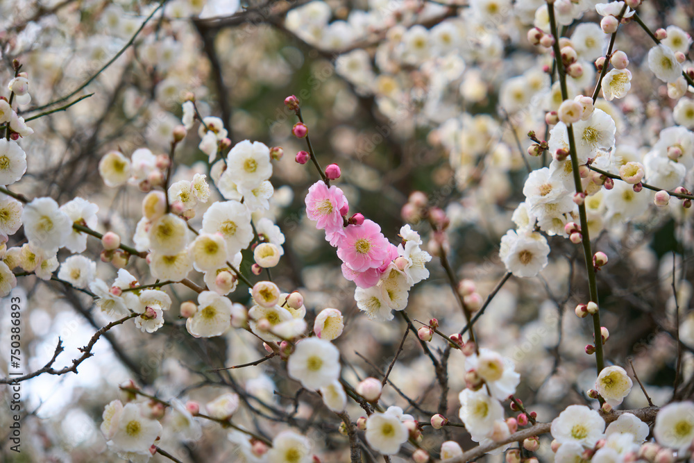 白い花の中にポツンとピンク色の花が咲いた梅 白い花の中にポツンとピンク色の花が咲いた梅