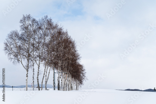 北海道美瑛の丘の雪景色