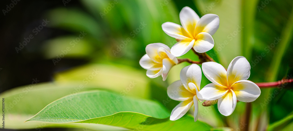 Fototapeta premium Romantic love flowers. Tropical Plumeria floral garden closeup, white yellow Frangipani blossoms on green lush foliage. Honeymoon blooming white flowers. Happy bright sunny panoramic nature banner
