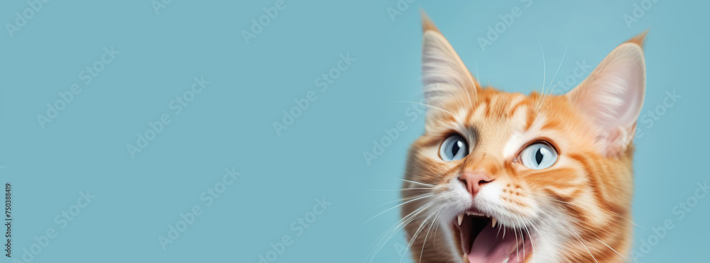 Obraz premium Ginger cat with mouth open looking shocked, surprised. Blue color background. Copy space. Pet long banner. Skeptic cat closeup. Tabby feline look up side, making funny face. Wide eyed kitten call meow