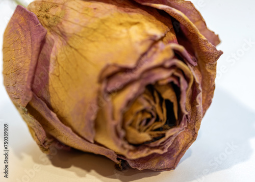 still life with dry rose flower  dried rose