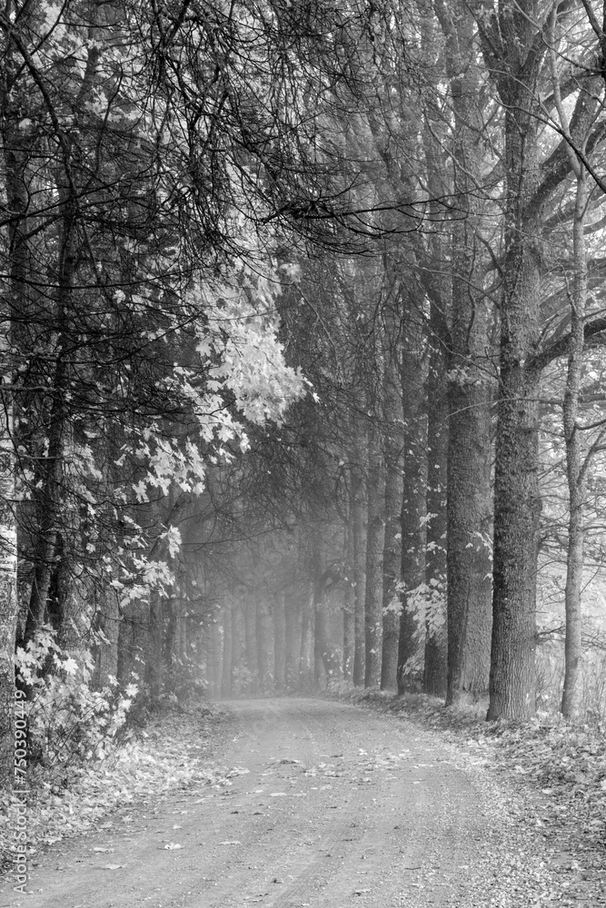 black and white landscape with trees, avenue of trees black and white landscape with trees, avenue of trees