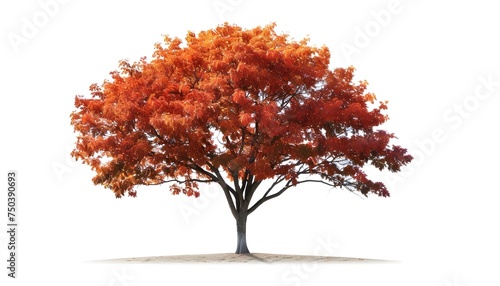 Maple tree isolated on white background