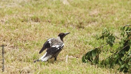 Wallpaper Mural Magpie's Ground Foraging Adventure Torontodigital.ca